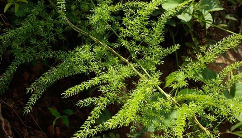 Increase sex power to breast size benefits of Shatavari