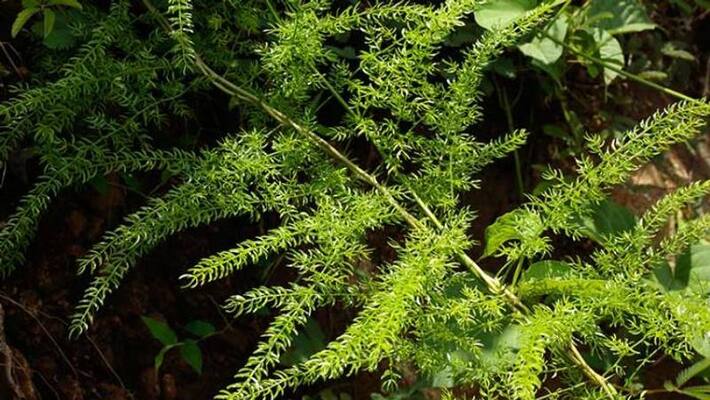 asparagus how to cultivate asparagus how to cultivate