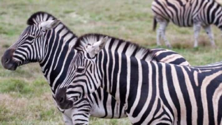zebra gets in a fight with lioness to save its friend zebra gets in a fight with lioness to save its friend
