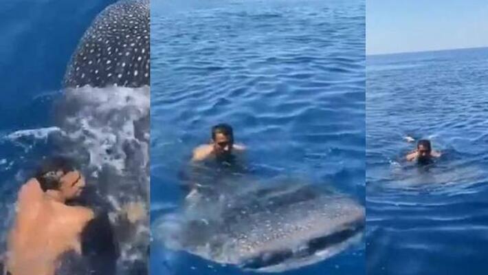 Shocking viral video of Man Jumping On Whale Shark Shocking viral video of Man Jumping On Whale Shark