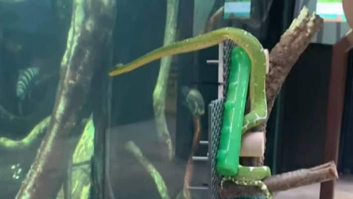 video of snake watching fish at aquarium goes viral video of snake watching fish at aquarium goes viral