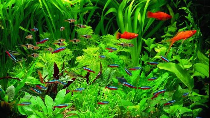 how to care aquarium plants how to care aquarium plants