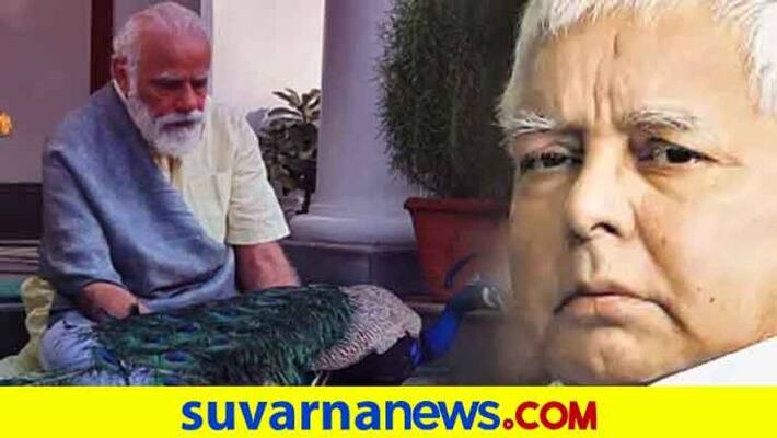 Modi feeding peacocks turns Controversy RJD recalls 2017 Lalu episode Modi feeding peacocks turns Controversy RJD recalls 2017 Lalu episode