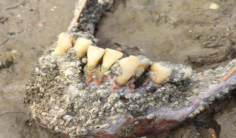 Horror island of UK where visitors are banned and dead bodies litter the earth
