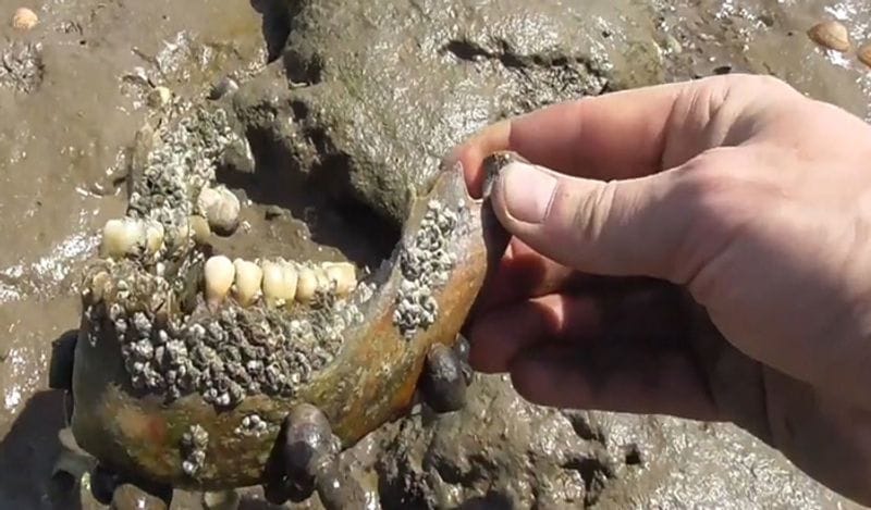 Horror island of UK where visitors are banned and dead bodies litter the earth