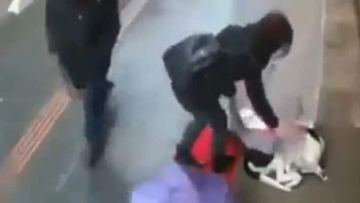 stray dog shivering in rain got a gift from a girl stray dog shivering in rain got a gift from a girl