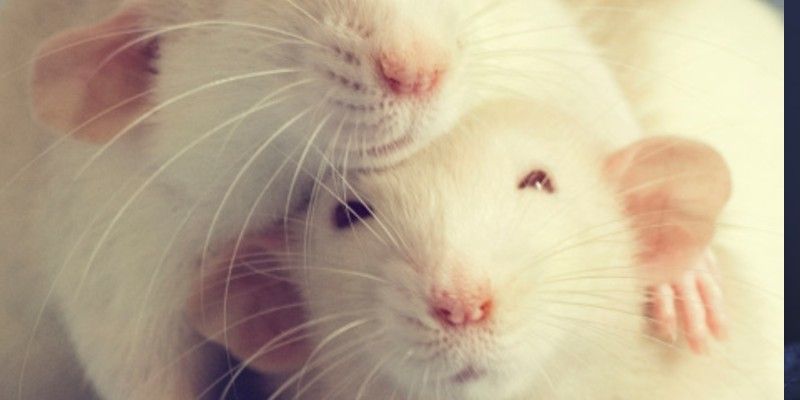 coronavirus vaccine can be administered as nasal drops spray says us research bsm
