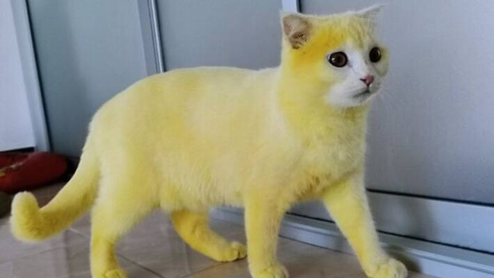 girl applied turmeric on cat then posted its pictures on internet girl applied turmeric on cat then posted its pictures on internet