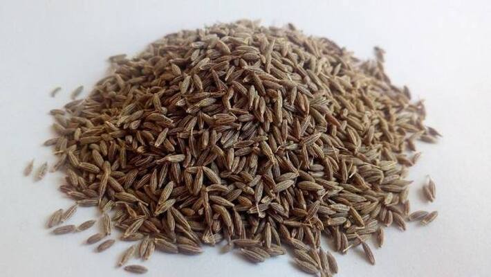 how to grow cumin in home how to grow cumin in home