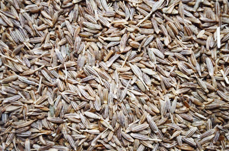 how to grow cumin in home