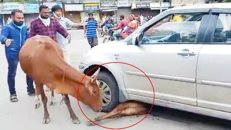 madhya pradesh barwani cow circling save calf buried under car video viral kpr