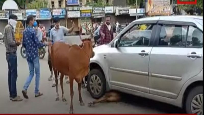 madhya pradesh barwani cow circling save calf buried under car video viral kpr