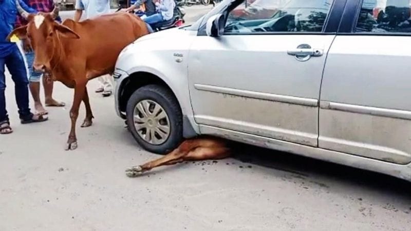 madhya pradesh barwani cow circling save calf buried under car video viral kpr