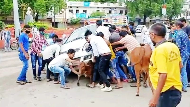 madhya pradesh barwani cow circling save calf buried under car video viral kpr