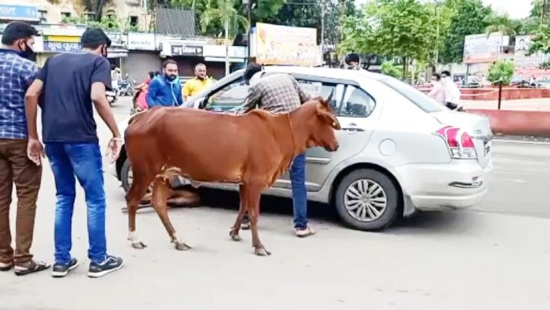 madhya pradesh barwani cow circling save calf buried under car video viral kpr