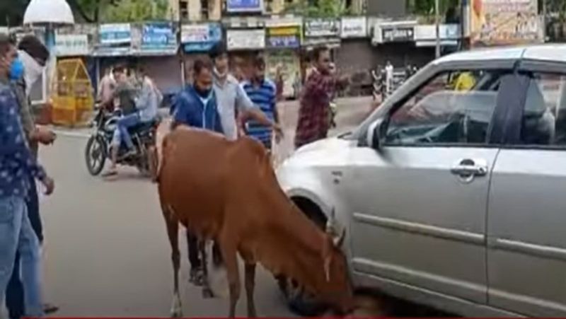 madhya pradesh barwani cow circling save calf buried under car video viral kpr