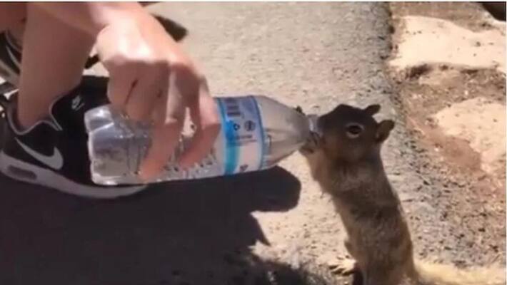 man helps squirrel to drink water from plastic bottle man helps squirrel to drink water from plastic bottle