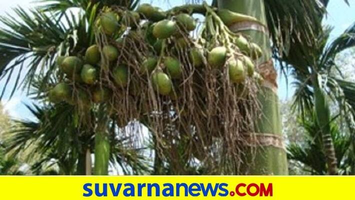 Areca Dealers Association Unhappy Over Pan Masala Ban snr Areca Dealers Association Unhappy Over Pan Masala Ban snr
