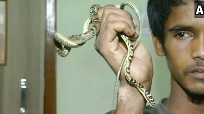 rare flying snake seize from odisha watch video bsm rare flying snake seize from odisha watch video bsm