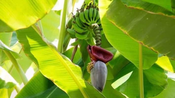 grow banana in containers grow banana in containers