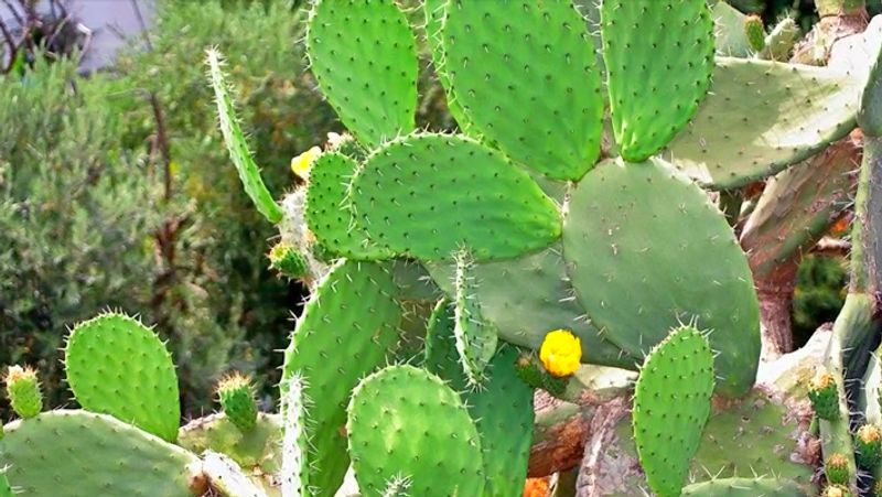 Do not plant thorny plants in front of the house, things around the house can also cause Vastu Dosh KPI