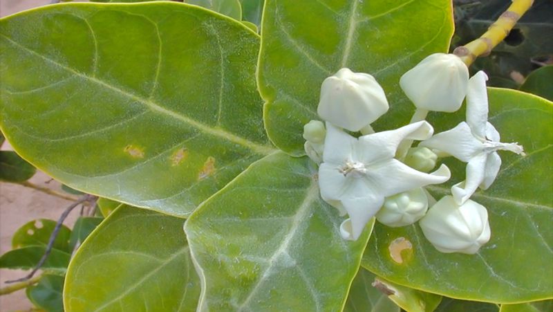 Do not plant thorny plants in front of the house, things around the house can also cause Vastu Dosh KPI