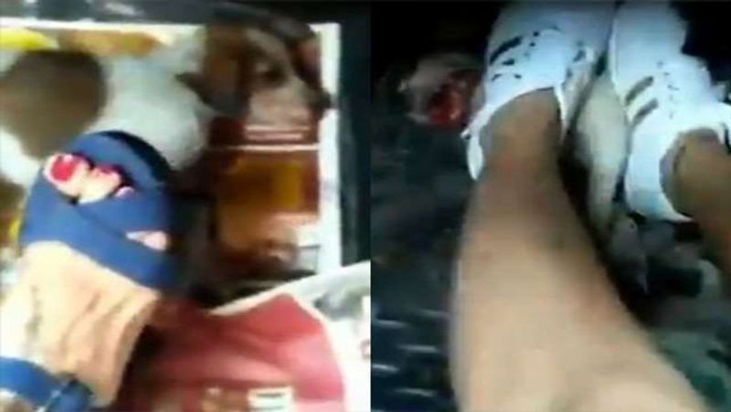 inhumanity Killed innocent puppies by foot FIR lodged after video goes viral kpl