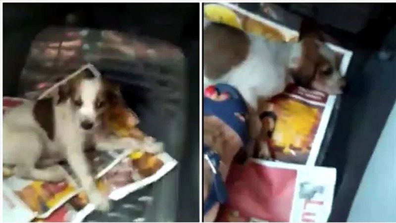 inhumanity Killed innocent puppies by foot FIR lodged after video goes viral kpl