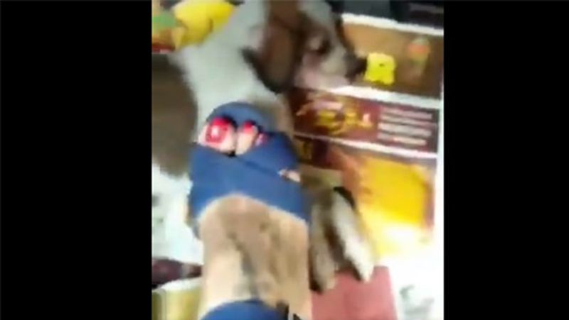 inhumanity Killed innocent puppies by foot FIR lodged after video goes viral kpl