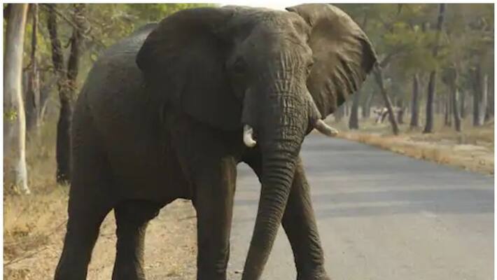 Local trader attacked by Elephant at Midnapore ASB Local trader attacked by Elephant at Midnapore ASB