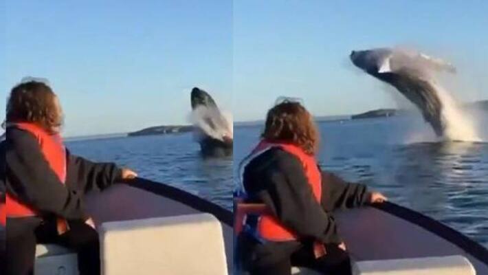 viral video of Whale leaps out of water viral video of Whale leaps out of water