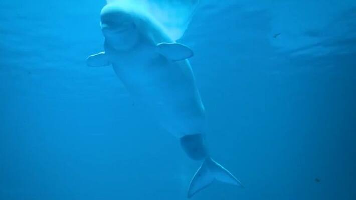 biggest whale Trapped and back into sea in mangaluru snr biggest whale Trapped and back into sea in mangaluru snr