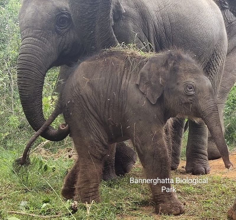 Bannerghatta zoo Elephant Calf named As Sudha murthy