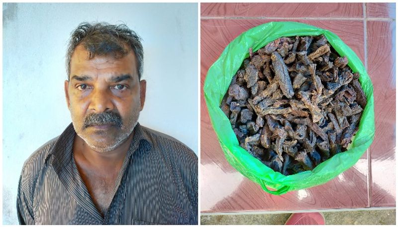 two held with dry meat of Asian buffalo in idukki