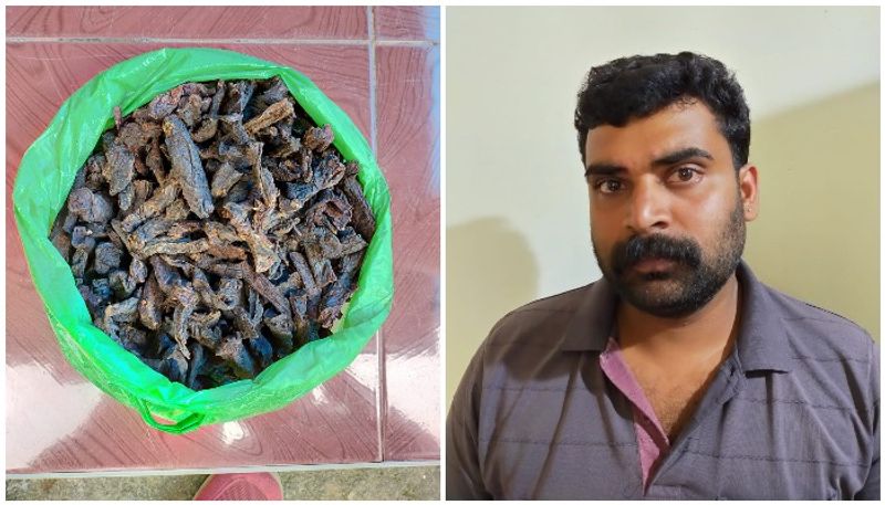 two held with dry meat of Asian buffalo in idukki