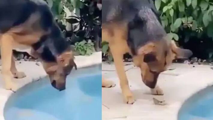 Viral video of Dog saves grasshopper Viral video of Dog saves grasshopper