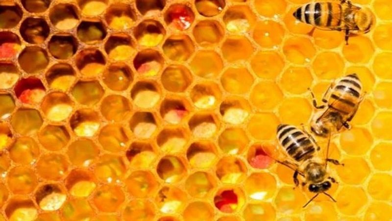 You can earn more than rs 1 lakh in honey production and business, India in top 5 honey producer countries MJA