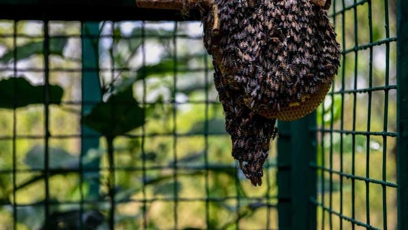 You can earn more than rs 1 lakh in honey production and business, India in top 5 honey producer countries MJA