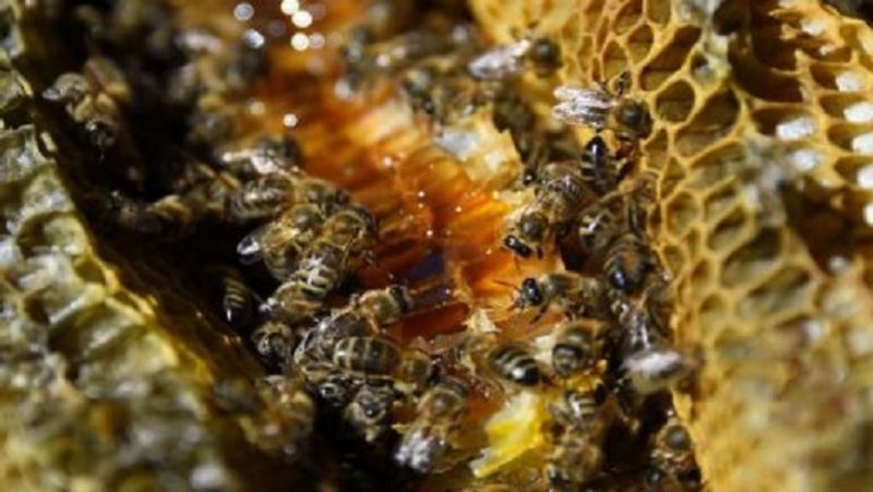You can earn more than rs 1 lakh in honey production and business, India in top 5 honey producer countries MJA