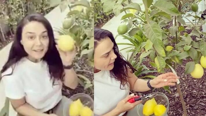 preity zinta rightfully proud of her home grown lemons in instagram video preity zinta rightfully proud of her home grown lemons in instagram video