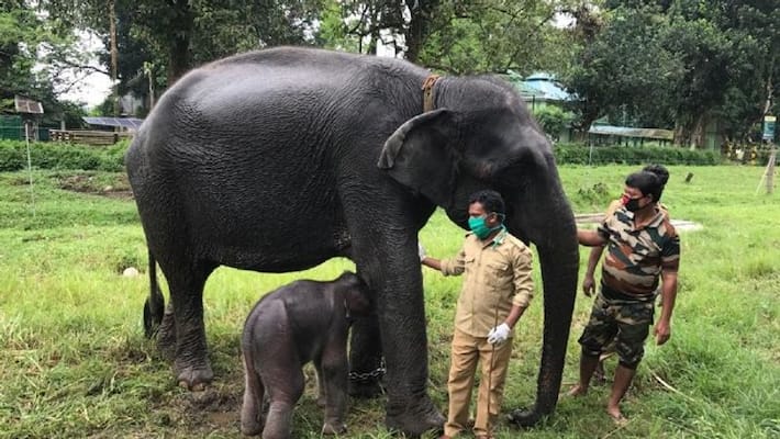 Elephant gives birth to cubs in Gorumara National Park BTG Elephant gives birth to cubs in Gorumara National Park BTG