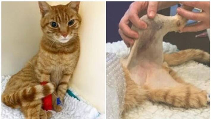 brave cat who lost his leg in a car accident brave cat who lost his leg in a car accident