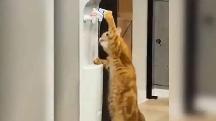 Cat drinks water from cooler in viral video Cat drinks water from cooler in viral video