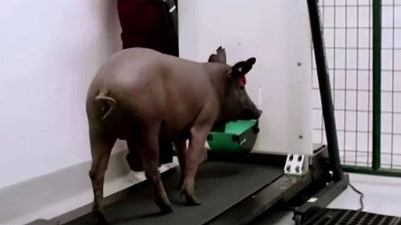 Elon Musk trots out pigs in demo of Neuralink brain implants