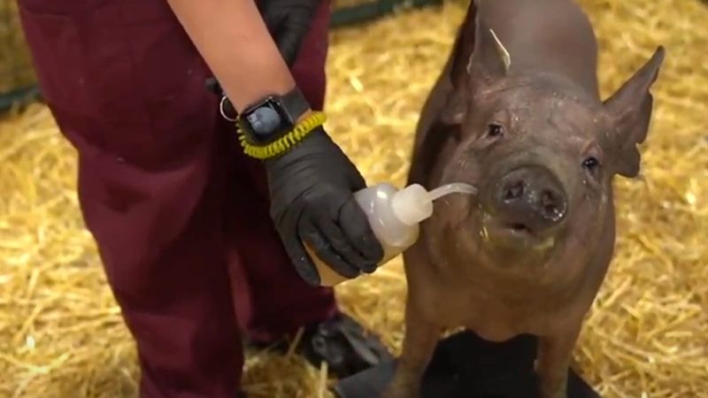 Elon Musk trots out pigs in demo of Neuralink brain implants