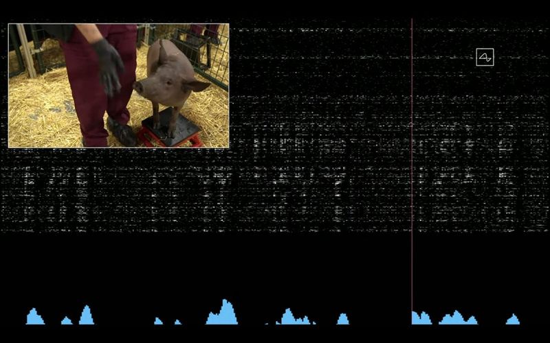 Elon Musk trots out pigs in demo of Neuralink brain implants