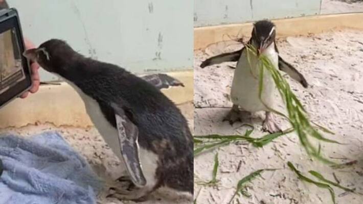 Pierre the penguin loves watching cartoon video viral Pierre the penguin loves watching cartoon video viral