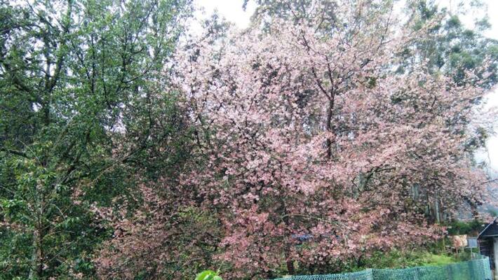 cherry blossom trees in munnar during Onam 2020 cherry blossom trees in munnar during Onam 2020