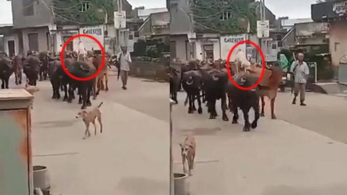dog ride on buffalo, video goes viral dog ride on buffalo, video goes viral
