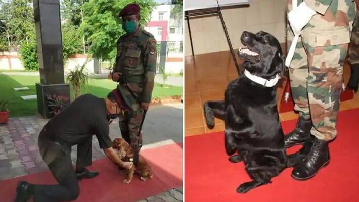 Meet Vida and Sophie, Army dogs PM Modi spoke about on Mann Ki Baat Meet Vida and Sophie, Army dogs PM Modi spoke about on Mann Ki Baat